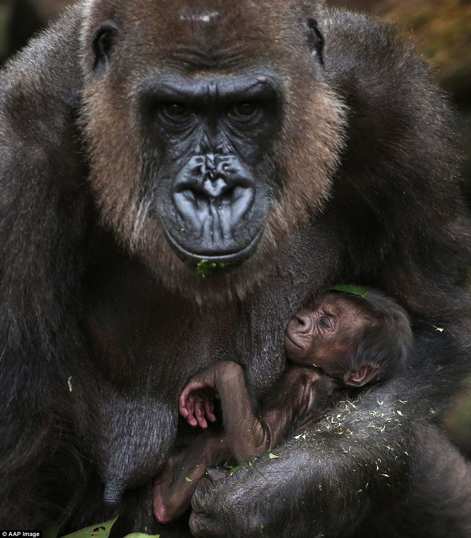 28D7240100000578-3087156-A_new_born_baby_western_lowland_gorilla_takes_a_nap_in_his_mothe-a-52_1432007325371