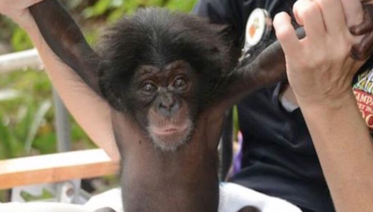 Αυτό το μωρό χιμπατζής έχασε τη μητέρα του. Δείτε με ποίο τρόπο την αντικατέστησαν και κατάφεραν να το σώσουν!