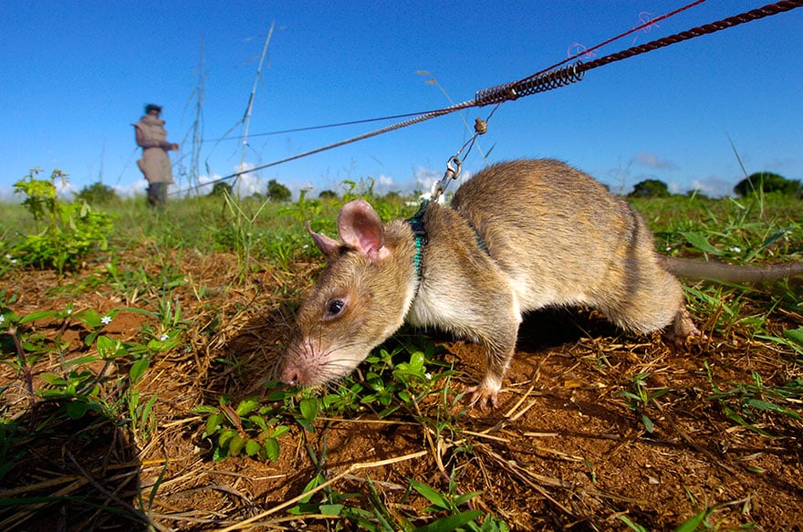 34hero-rats-bomb-demining-africa-apopo-39