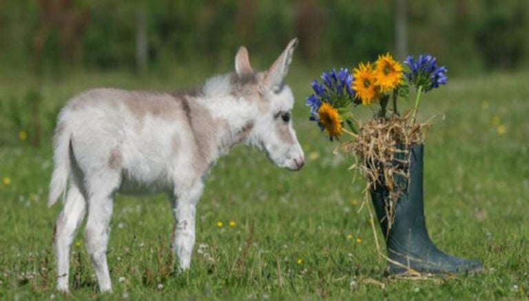 15 λόγοι που ένα μίνι γαϊδουράκι μπορεί να είναι το κατοικίδιο των ονείρων σας!