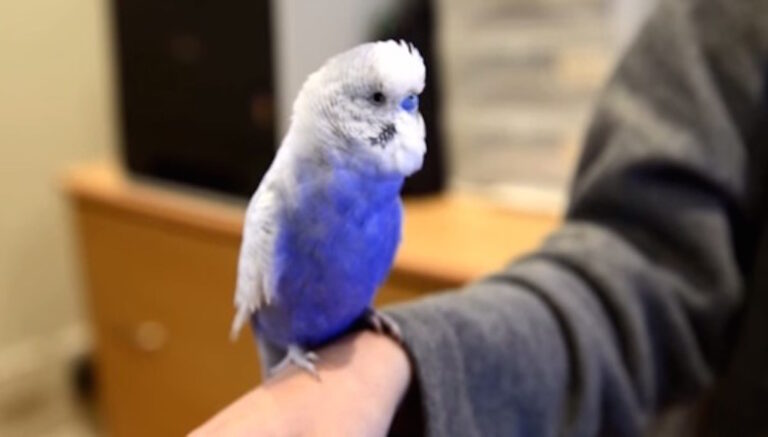 Μόλις δείτε τι έμαθαν σε αυτό το μικρό πουλί να κάνει; Θα λιώσετε στο γέλιο!