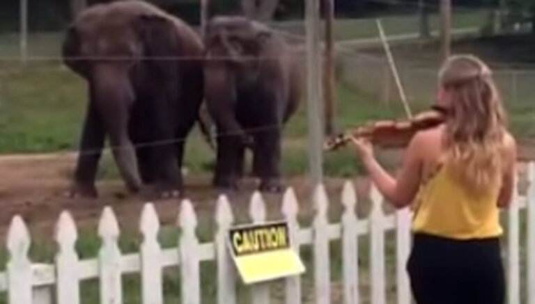 Άρχισε να παίζει βιολί μπροστά σε δύο ελέφαντες. Δεν περίμενε ποτέ την αντίδραση αυτή!