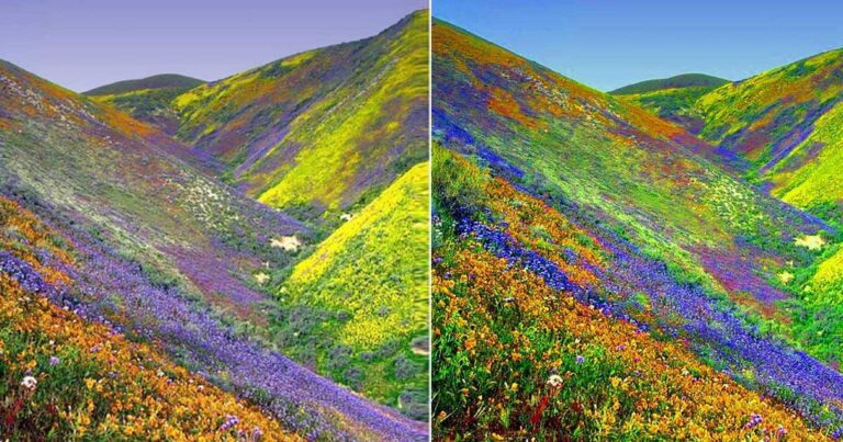 Η ονειρική «κοιλάδα των λουλουδιών» στις πλαγιές των Ιμαλαΐων