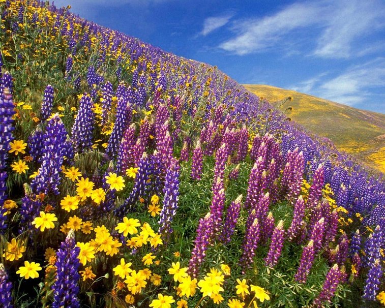 324150__valley-of-flowers_p