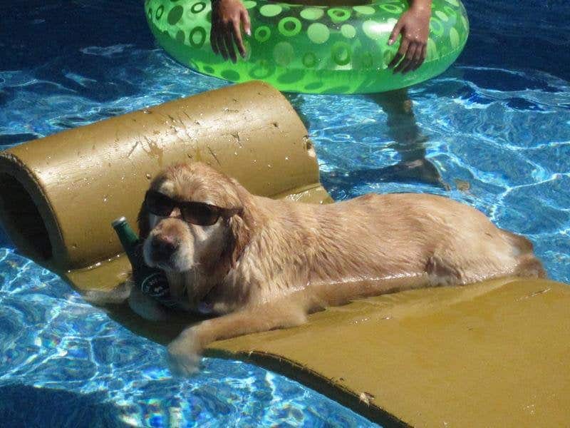 7707a868ee48b9cea0a76d432e07d1d5-cool-dog-chills-in-pool-with-sunglasses-and-beer