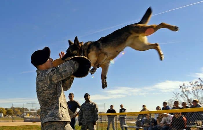 Senior Airman Steve Hanks hoists Ada up in the air after she clamped down on the bite sleeve as part of a working dog demonstration Oct. 20, 2010, at Offutt Air Force Base, Neb. The demonstration was part of a base tour for high school and college students ready to enlist in the Air Force. Airman Hanks is a military working dog handler with the 55th Security Forces Squadron. (U.S. Air Force photo/Josh Plueger)