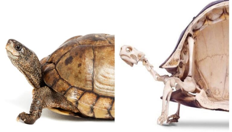 13 απίστευτα στοιχεία που κρύβει μια χελώνα μέσα στο καβούκι της