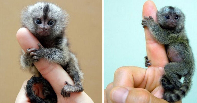 Αξιολάτρευτες μαϊμούδες του… δαχτύλου!