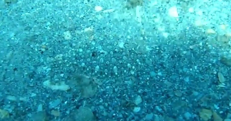 Δείτε το αόρατο ψάρι: Εσείς μπορείτε να το διακρίνετε;