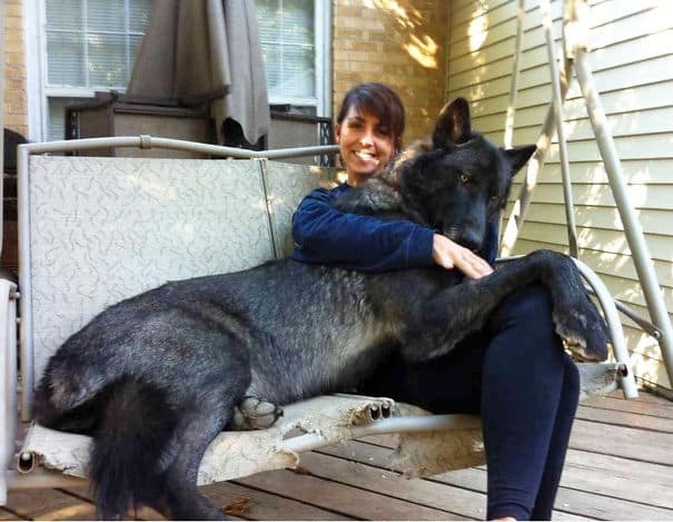 huge-dogs-feel-small-20__605