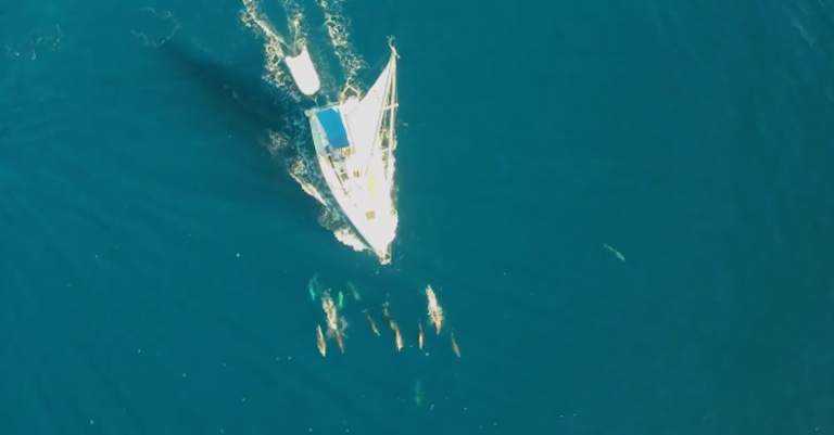 Με μια ειδική κάμερα τράβηξε μοναδικές και πανέμορφες στιγμές δελφινιών από ψηλά αλλά και μέσα στο νερό!