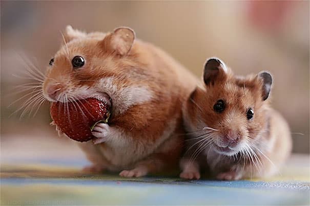 animals-eating-berries-101__605