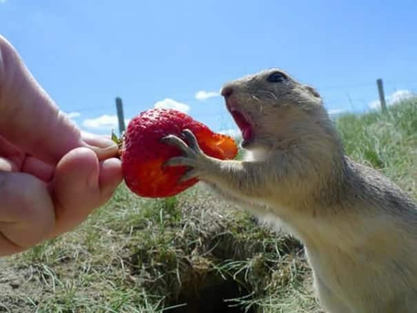 animals-eating-berries-111__605