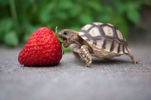 animals-eating-berries-31__605