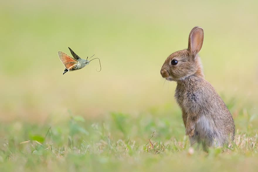 animals-with-butterflies-11__880