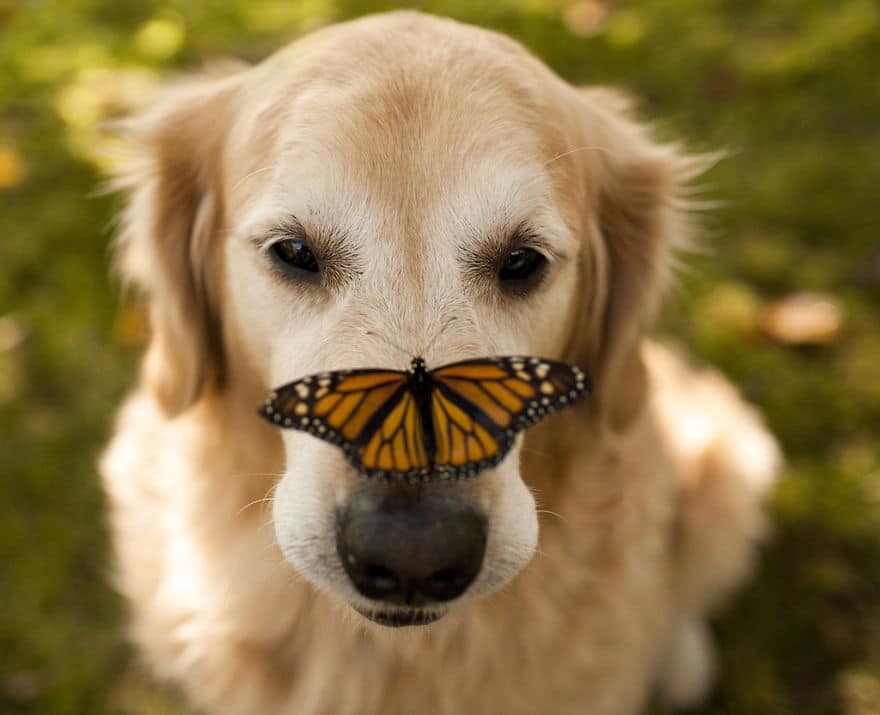 animals-with-butterflies-14__880