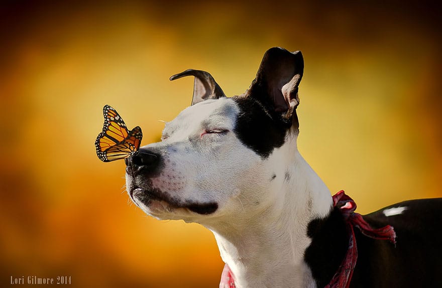 animals-with-butterflies-15__880