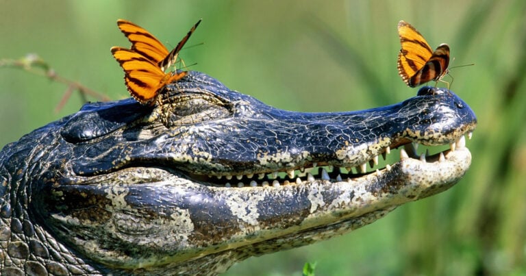 20 όμορφες φωτογραφίες ζώων παρέα με πεταλούδες!