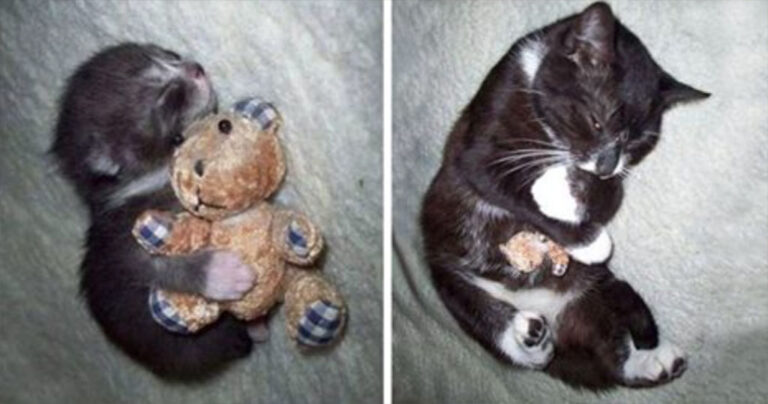 23 κατοικίδια που μεγάλωσαν παρέα με το αγαπημένο τους παιχνίδι!