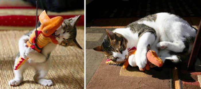 before-and-after-growing-up-cats-27__700