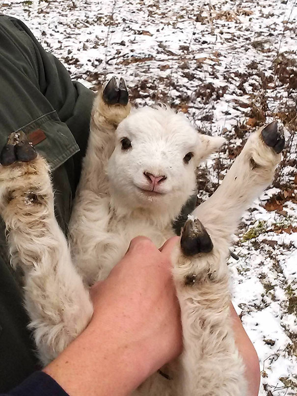 belly rub animals 11 605