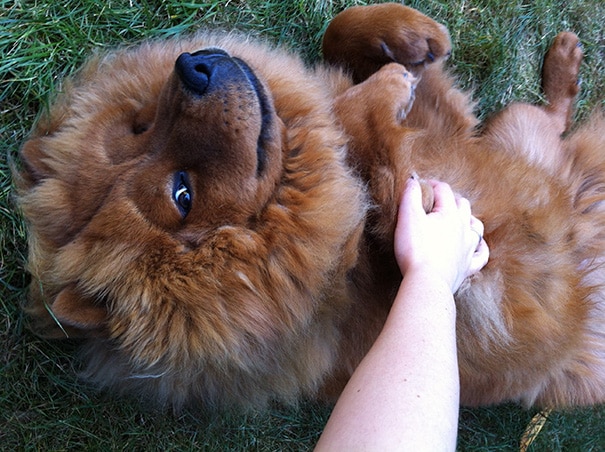 belly-rub-animals-42__605