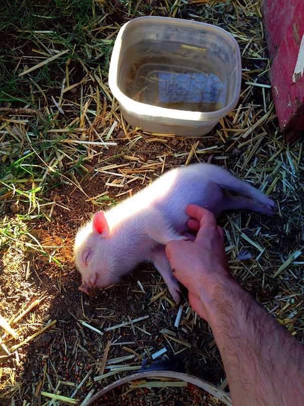 belly rub animals 44 605