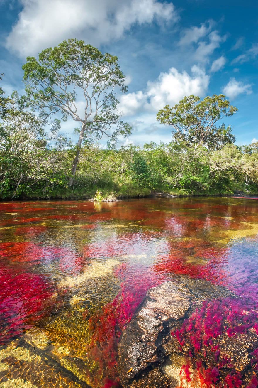 Cano-Cristales-en-el-sector-El-Tapete__880