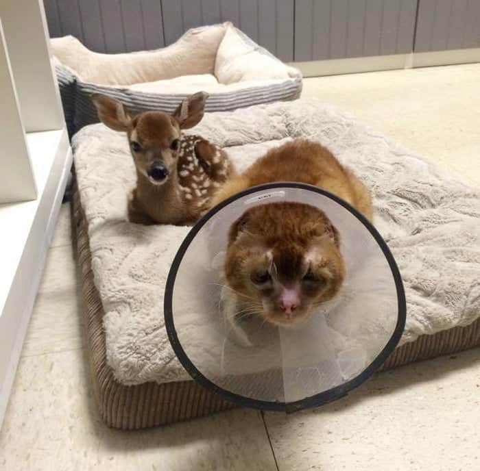 cat housefire survivor comforts animals russel 10