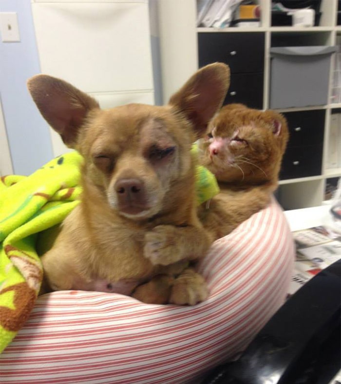 cat housefire survivor comforts animals russel 14