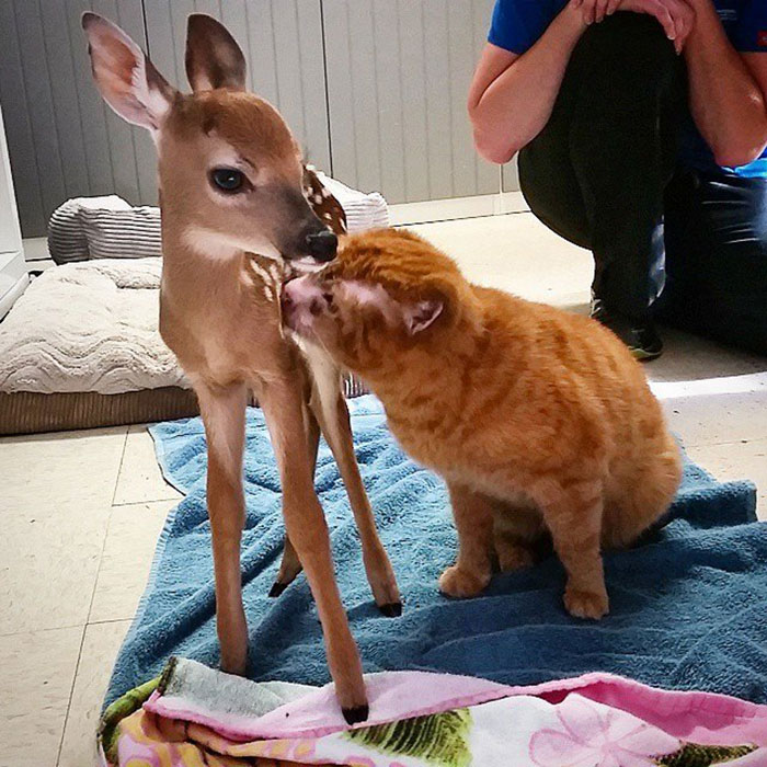 cat housefire survivor comforts animals russel 16