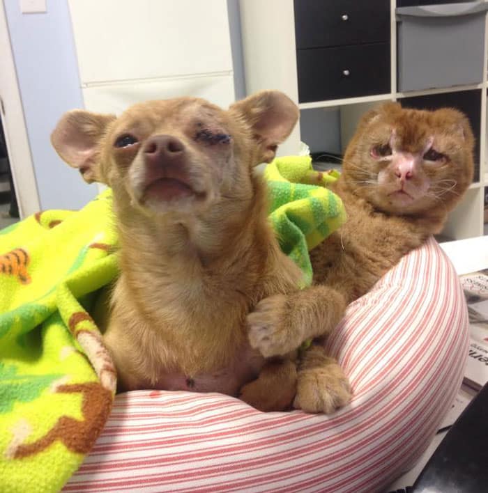 cat housefire survivor comforts animals russel 18