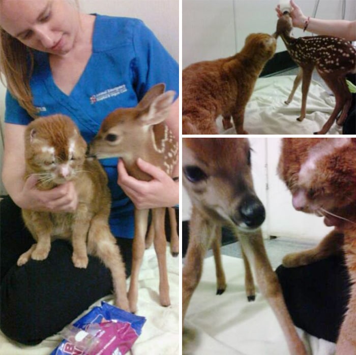 cat housefire survivor comforts animals russel 19