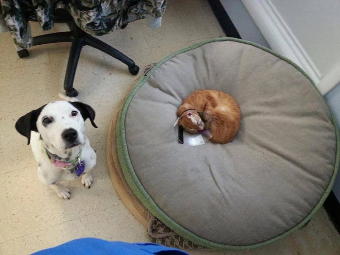 cat housefire survivor comforts animals russel 7