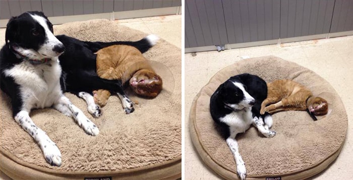 cat housefire survivor comforts animals russel 8