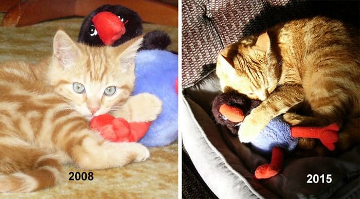 cat-toy-before-after__700