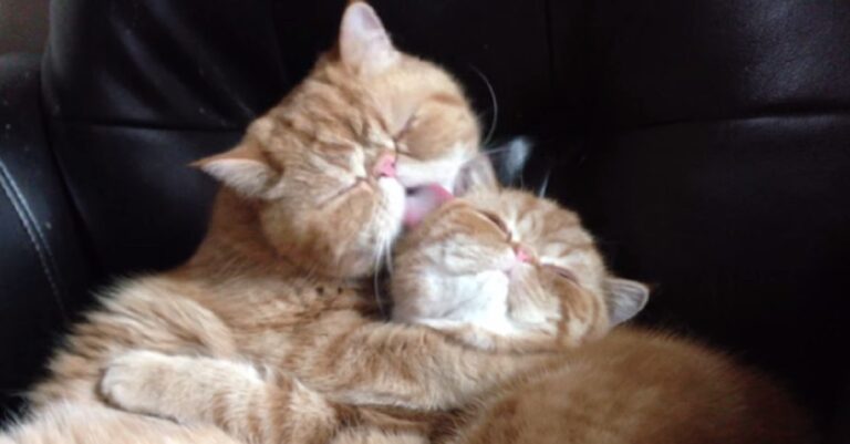 Αρχικά νόμιζαν ότι αυτές οι γάτες απλά καθαρίζουν η μια την άλλη. Αλλά όταν κατάλαβαν τι γίνεται έμειναν εκπληκτικοί!