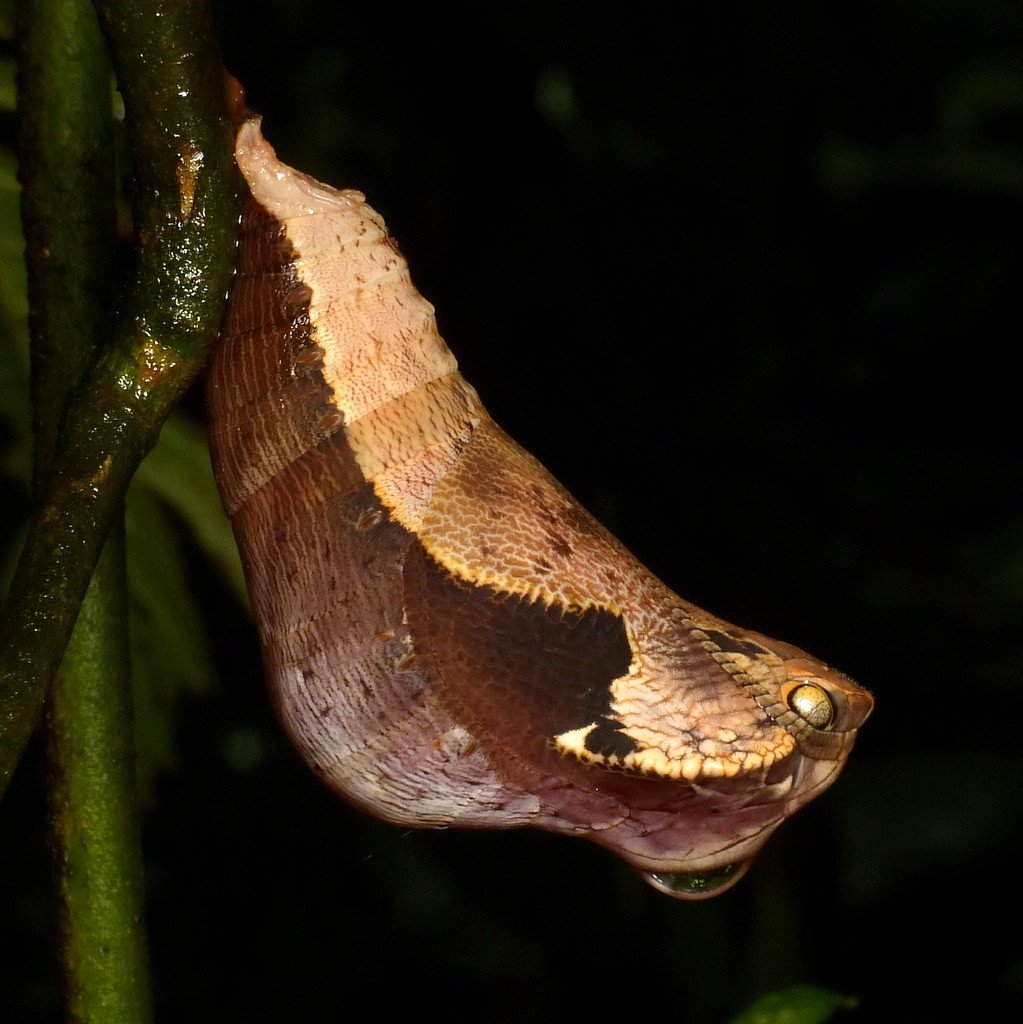 CatSnake_4-1023x1024
