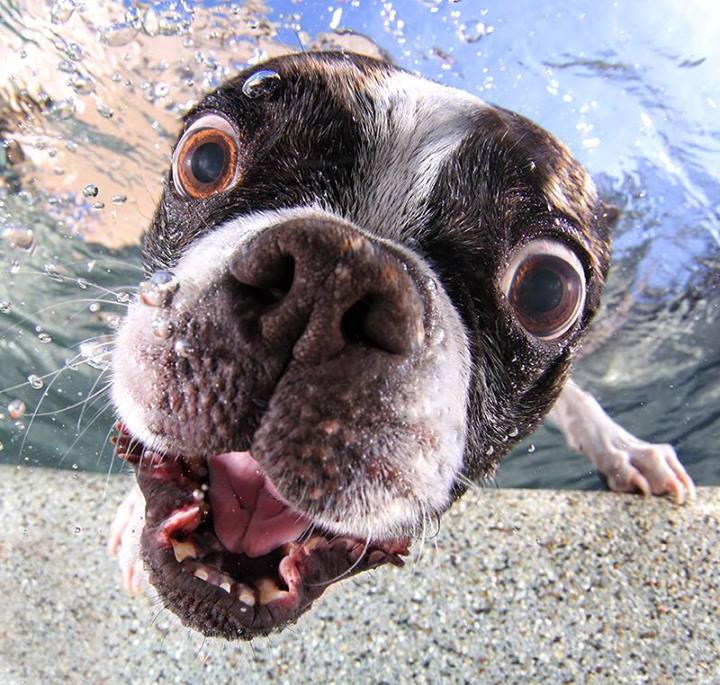 close-up-photo-of-dog-underwater