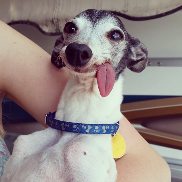 derpy-dog-greyhound-sticking-tongue-zappa-161