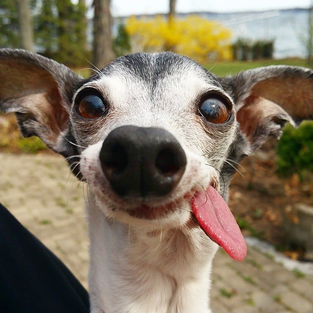 derpy-dog-greyhound-sticking-tongue-zappa-47