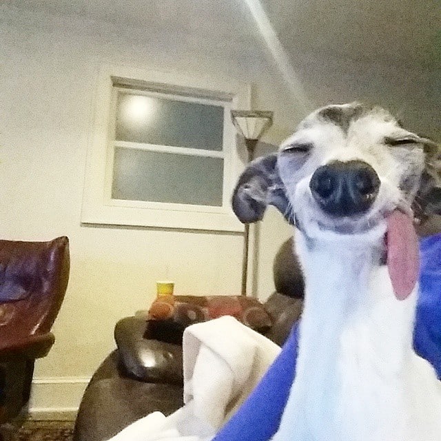 derpy-dog-greyhound-sticking-tongue-zappa-49