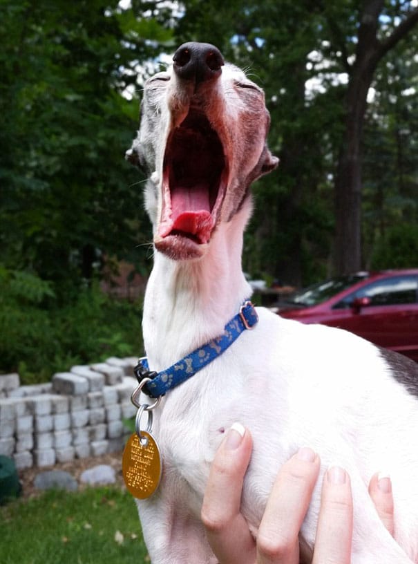 derpy-dog-greyhound-sticking-tongue-zappa-89