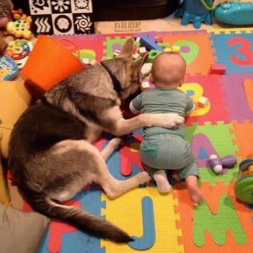 dog-babysitters-12