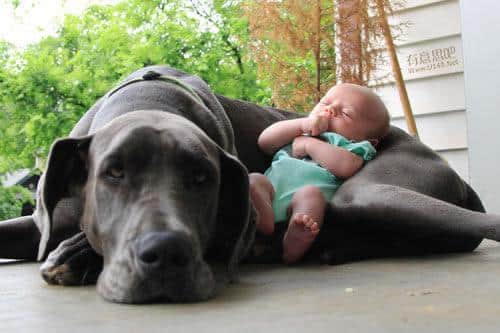 dog-babysitters-13