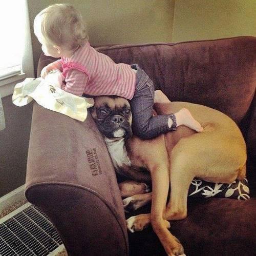 dog-babysitters-17