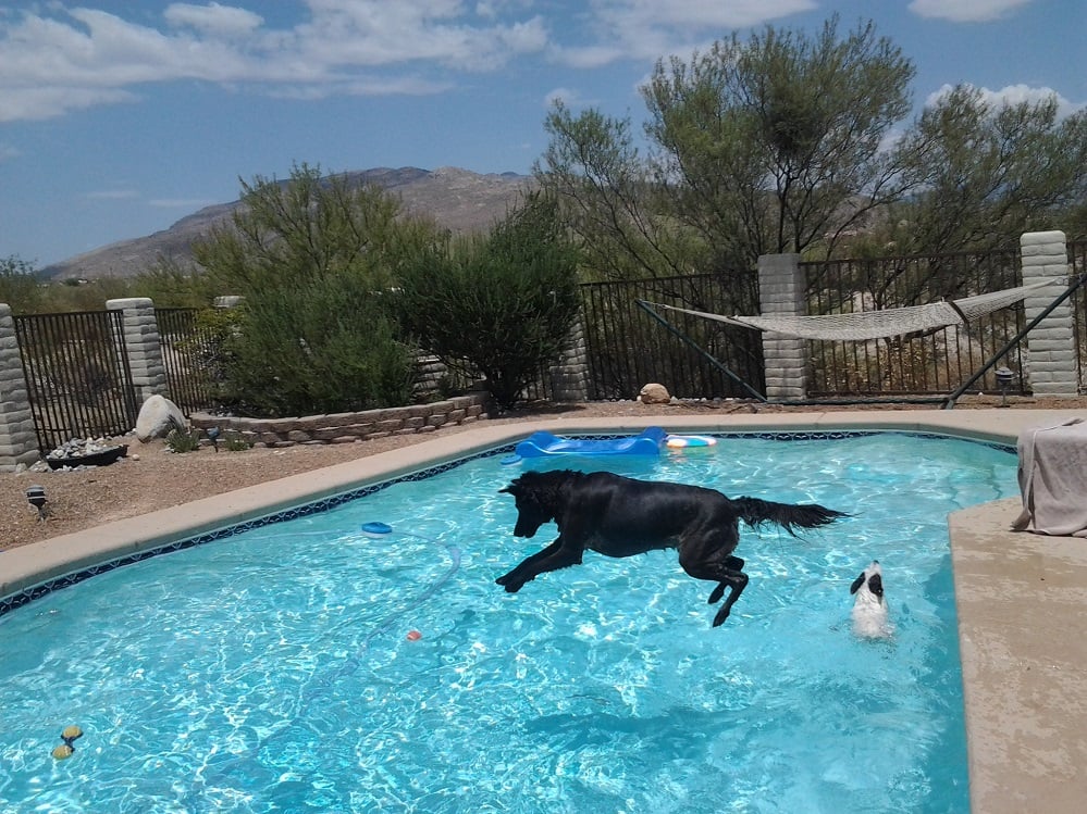 dog-i1n-pool