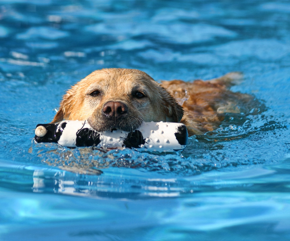 Dog-In-Pool-Fetching-Something