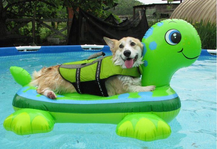 dog-in-pool