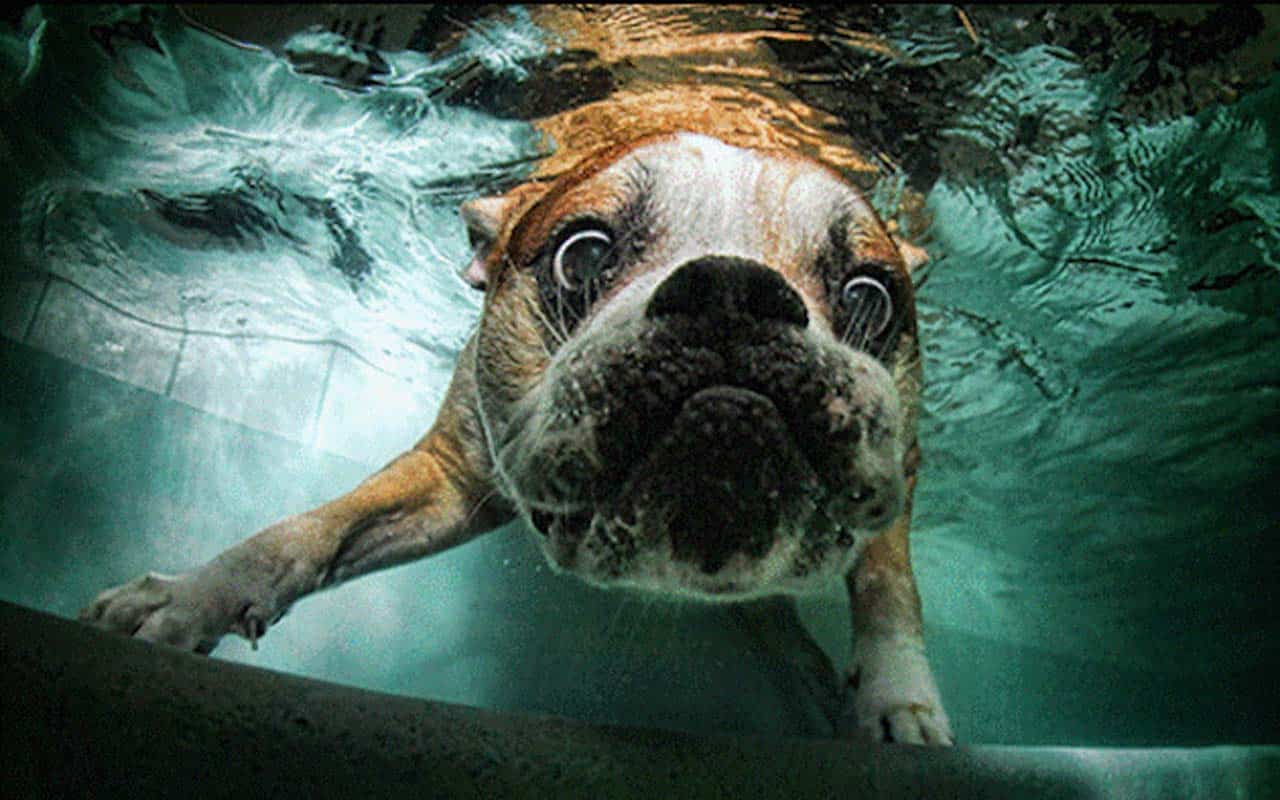 Dog-in-swimming-pool